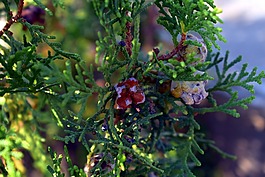 崖芽,崖植物,arborvitaes