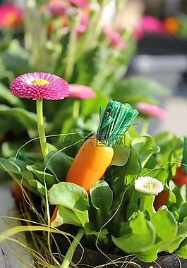 复活节,胡萝卜,花