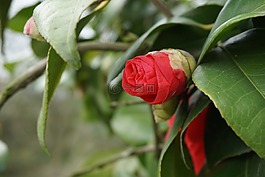 红花,美丽,惊艳