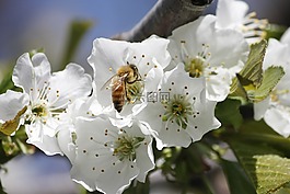 蜜蜂,樱桃,开花