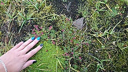 自然,冰岛,旅行