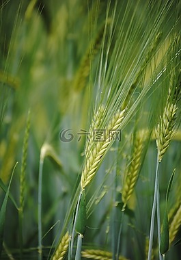 耳,麦田,粒小麦