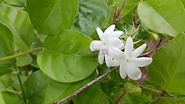 茉莉花,白,花