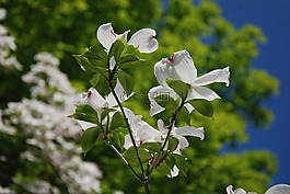 鲜花,树,特写