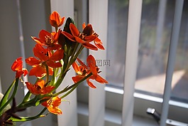 鲜花,束花,橙色