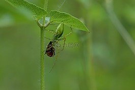 蜘蛛吞噬,昆虫,引脚