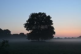 雾,morgenstimmung,雾银行