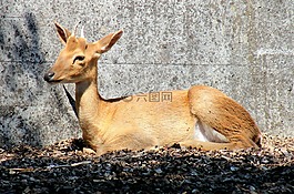 坡鹿,赫尔,paarhufer