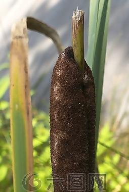 香蒲,水域,水生植物