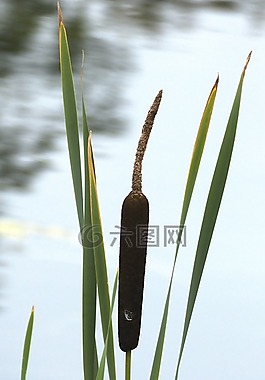 香蒲,水域,水生植物