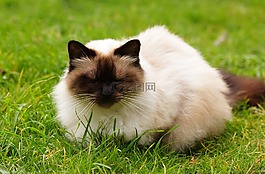 猫,喜马拉雅猫,喜马拉雅