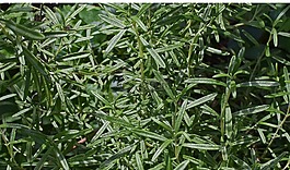 迷迭香,草本植物,植物