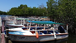 玛格丽塔,斯廷加,加勒比