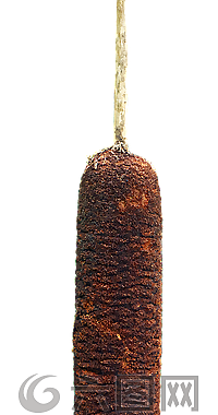 香蒲,水域,水生植物