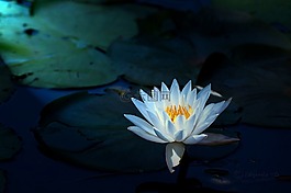 睡莲,白莲,花湖