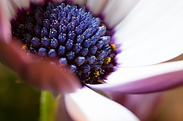 宏,osteospermum ecklonis,开普篮