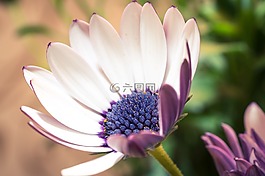 宏,osteospermum ecklonis,开普篮