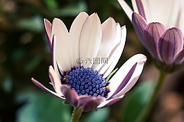 宏,osteospermum ecklonis,开普篮