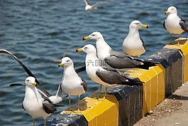 海鸥,动物,新增功能