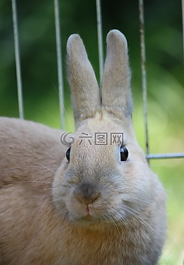 兔,梦境,宠物