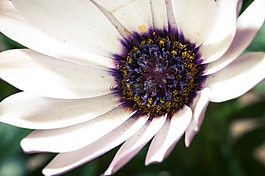 宏,osteospermum ecklonis,开普篮