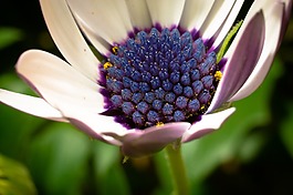 宏,osteospermum ecklonis,开普篮
