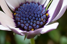宏,osteospermum ecklonis,开普篮