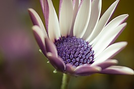 宏,osteospermum ecklonis,开普篮