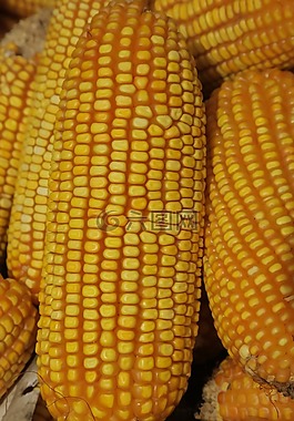 cob,玉米,农业