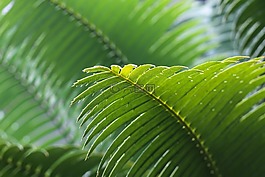 流淌,绿色,叶子