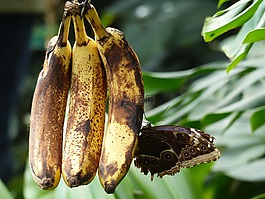 植物园的威尔士,蝴蝶,大不列颠