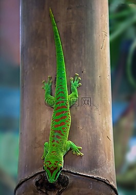 马达加斯加 taggecko,壁虎,一天只壁虎