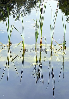 香蒲,水域,水生植物