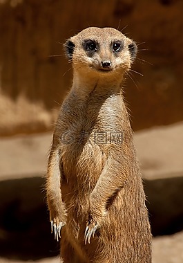 獴,萨凡纳,非洲