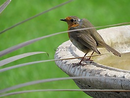 知更鸟,鸟,花园