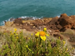 花,海,性质