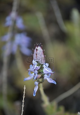 花,植物,植物学