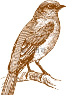 鸟,透明,元素