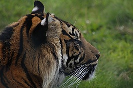 野生动物,动物,自然