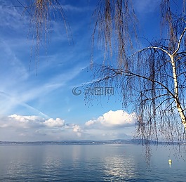 景观,桦木,2 月