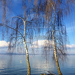 景观,桦木,2 月