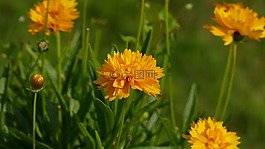 花,黄色,香石竹