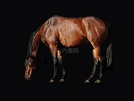 马,哺乳动物,骑兵