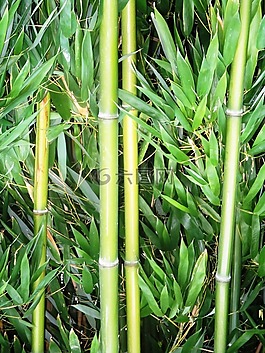 竹,竹蔗,植物
