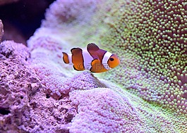 小醜魚,魚缸,小丑鱼