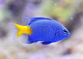 藍魔,小醜魚,魚缸