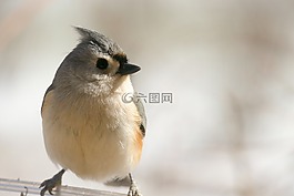 簇绒,titmouse,鸟