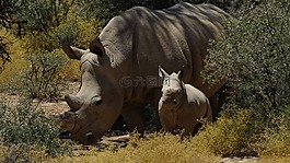 犀牛,父母,家庭