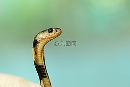 动物,动物摄影,特写