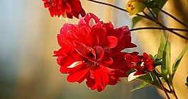 性质,花,植物园